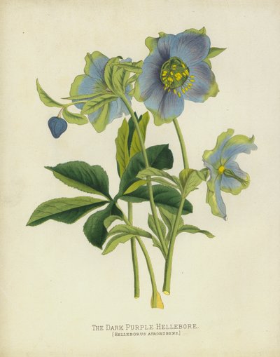 هيللبور الأرجواني الداكن ، Helleborus Atrorubens بواسطة مدرسة اللغة الإنجليزية
