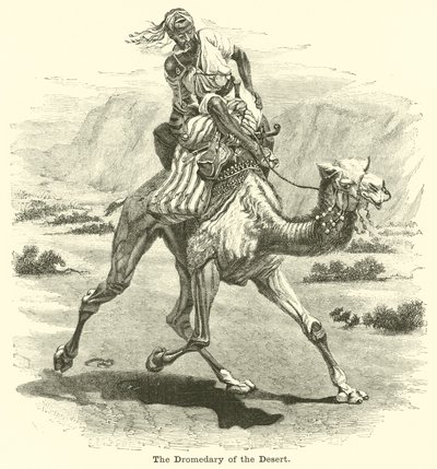 جرد الصحراء بواسطة مدرسة اللغة الإنجليزية