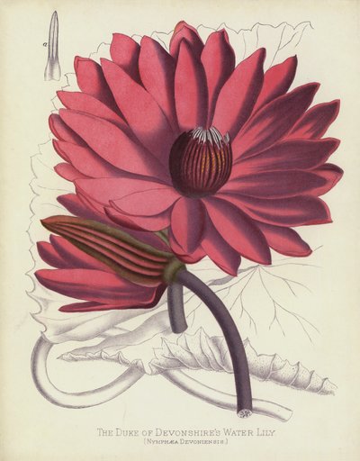 دوق Devonshires Water Lily ، Nymphaea Devoniensis بواسطة مدرسة اللغة الإنجليزية