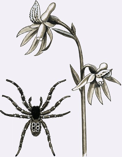 عنكبوت Eresus وجذر مرجاني محفز نادر أو Ghost Orchid بواسطة مدرسة اللغة الإنجليزية