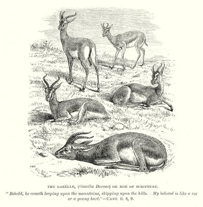 الغزالة (الغزالة دوركاس) أو بطارخ الكتاب المقدس (نقش) بواسطة مدرسة اللغة الإنجليزية