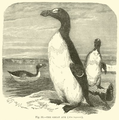 Auk العظيم ، Alca impennis بواسطة مدرسة اللغة الإنجليزية