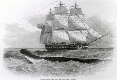 ثعبان البحر العظيم عندما شوهد لأول مرة من HMS Daedalus بواسطة مدرسة اللغة الإنجليزية