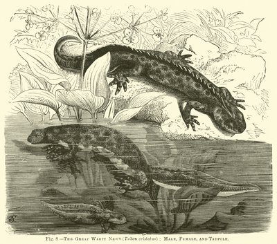 The Great Warty Newt (Triton cristatus) ، ذكر ، أنثى ، و Tadpole بواسطة مدرسة اللغة الإنجليزية