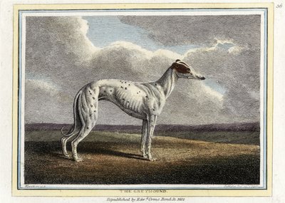 السلوقي ، حانة. 1812 (نقش ملون يدوي) بواسطة مدرسة اللغة الإنجليزية