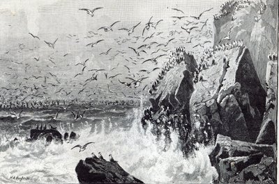 مطاردة النوارس ، من "وقت الفراغ" ، 1888 بواسطة مدرسة اللغة الإنجليزية