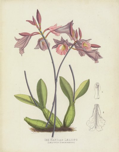 Haytian Laeliops ، Laeliopsis Domingensis بواسطة مدرسة اللغة الإنجليزية