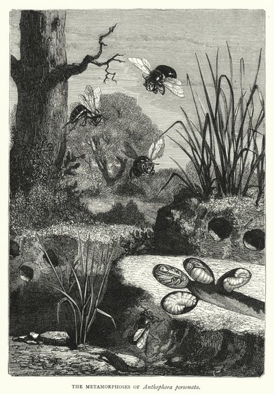 The Metamorphoses of Anthophora personata (engraving) بواسطة مدرسة اللغة الإنجليزية