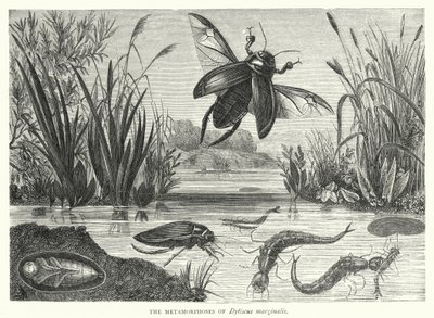 The Metamorphoses of Dytiscus marginalis (engraving) بواسطة مدرسة اللغة الإنجليزية