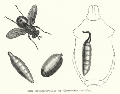 The Metamorphoses of Gymnosoma rotundata (engraving) بواسطة مدرسة اللغة الإنجليزية