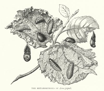 The Metamorphoses of Lina populi (engraving) بواسطة مدرسة اللغة الإنجليزية