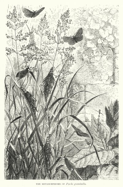The Metamorphoses of Psyche graminella (engraving) بواسطة مدرسة اللغة الإنجليزية