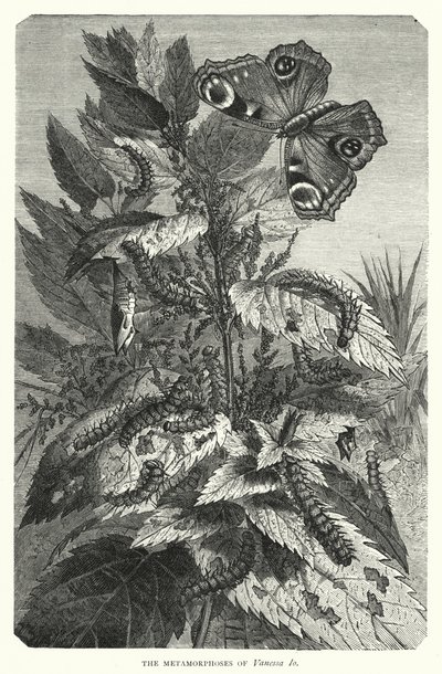 The Metamorphoses of Vanessa Io (engraving) بواسطة مدرسة اللغة الإنجليزية