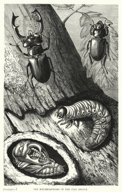 The Metamorphoses of the Stag Beetle (engraving) بواسطة مدرسة اللغة الإنجليزية