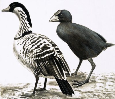 الطيور Ne-Ne أو Hawaiian Goose و Takahe بواسطة مدرسة اللغة الإنجليزية