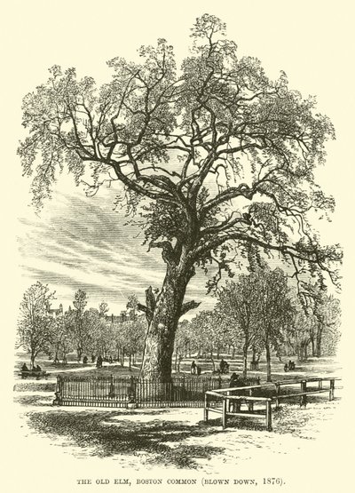 The Old Elm ، Boston Common ، تم تفجيره ، 1876 بواسطة مدرسة اللغة الإنجليزية
