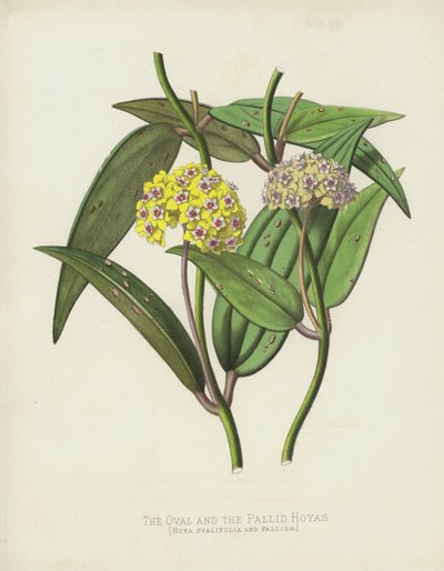 البيضاوي و Pallid Hoyas ، Hoya Ovalifolia و Pallida بواسطة مدرسة اللغة الإنجليزية