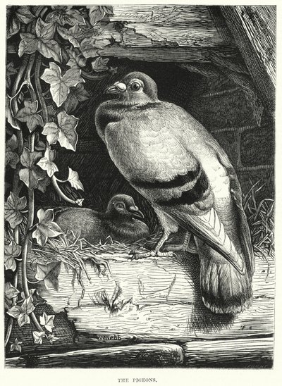 The Pigeons (engraving) بواسطة مدرسة اللغة الإنجليزية