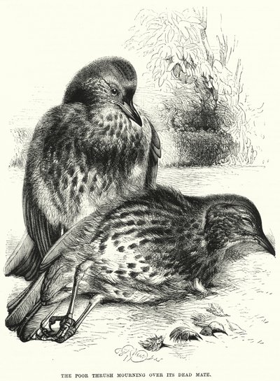 The Poor Thrush حدادًا على رفيقه الميت (نقش) بواسطة مدرسة اللغة الإنجليزية