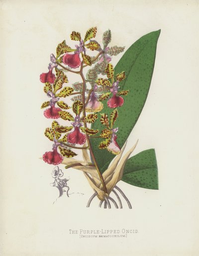 Oncid Oncid ، Oncidium Haematochilum بواسطة مدرسة اللغة الإنجليزية