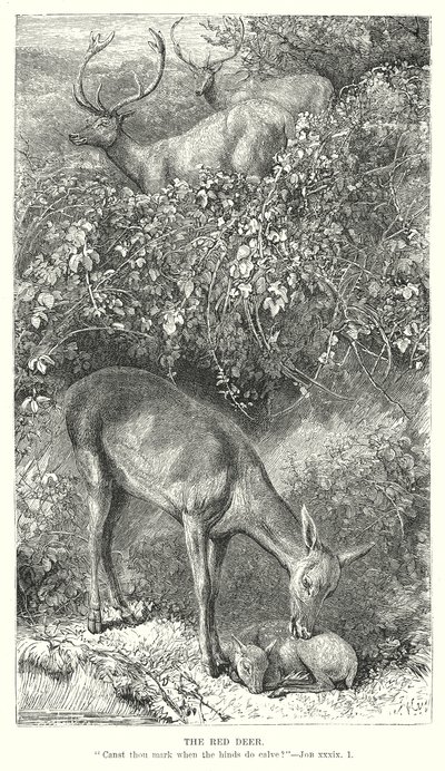 الغزال الأحمر (نقش) بواسطة مدرسة اللغة الإنجليزية