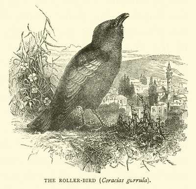 طائر الرول ، Coracias garrula بواسطة مدرسة اللغة الإنجليزية