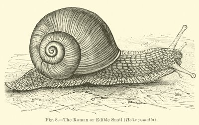الحلزون الروماني أو الصالح للأكل (Helix pomatia) بواسطة مدرسة اللغة الإنجليزية