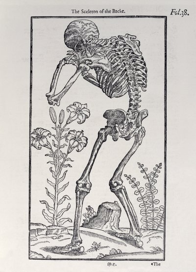 الهيكل العظمي للظهر ، لوحة من The Historie of Man نشرها جون بانيستر (1540-1610) ، 1578 بواسطة مدرسة اللغة الإنجليزية