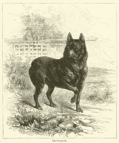 Schipperke (نقش) بواسطة مدرسة اللغة الإنجليزية