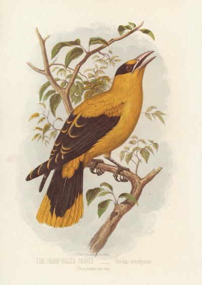 شارب بيلد ، Oriolus Acrorhyncus (لون ليثو) بواسطة مدرسة اللغة الإنجليزية