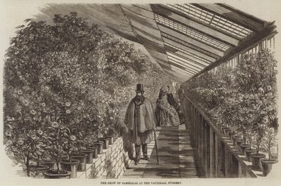 The Show of Camellias at the Vauxhall Nursery (engraving) بواسطة مدرسة اللغة الإنجليزية