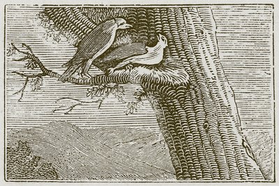 الطائرة الورقية المريضة (نقش) بواسطة مدرسة اللغة الإنجليزية