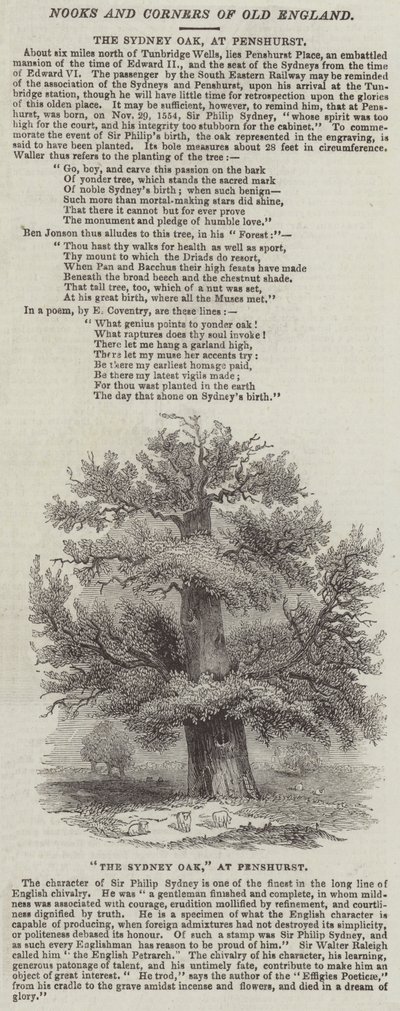 بلوط سيدني ، في Penshurst (نقش) بواسطة مدرسة اللغة الإنجليزية