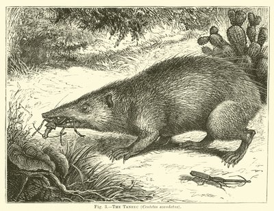 The Tanrec، Centetes ecaudatus بواسطة مدرسة اللغة الإنجليزية
