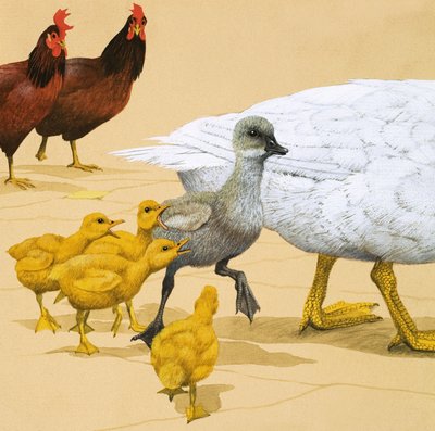 البطة القبيحة بواسطة مدرسة اللغة الإنجليزية