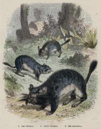 The Vischaca ، Young Vischaca ، The Chinchilla (نقش ملون) بواسطة مدرسة اللغة الإنجليزية
