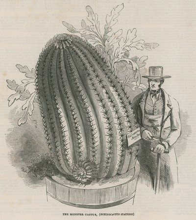 صبار الوحش (Echinocactus stainesh) في الحدائق الملكية ، كيو ، لندن بواسطة مدرسة اللغة الإنجليزية