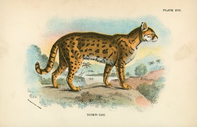 القط النمر بواسطة مدرسة اللغة الإنجليزية