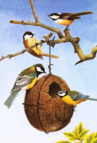 Titmice أو الثدي بواسطة مدرسة اللغة الإنجليزية