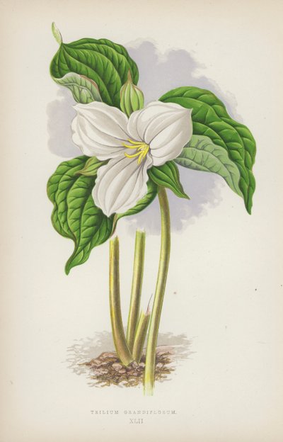 Trilium Grandiflorum (colour litho) بواسطة مدرسة اللغة الإنجليزية