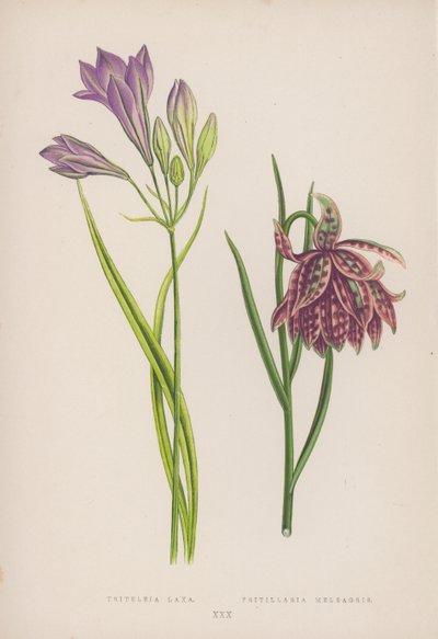 تريتيليا لاكسا Fritillaria Meleagris (لون ليثو) بواسطة مدرسة اللغة الإنجليزية