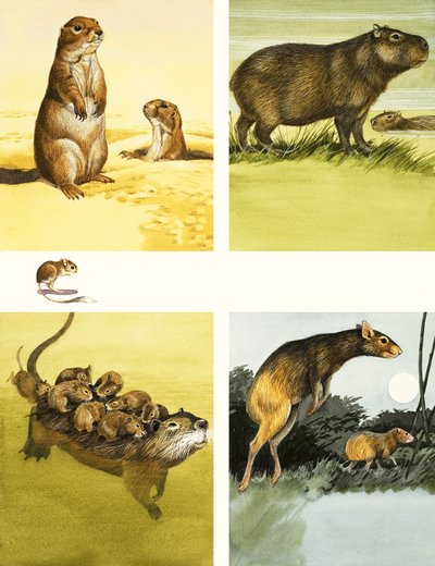 المجهول الحيوانات المونتاج بما في ذلك coypu بواسطة مدرسة اللغة الإنجليزية