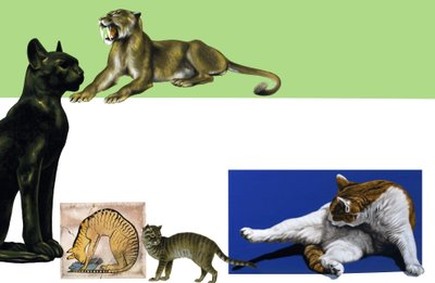 القطط المجهولة عبر العصور المونتاج بواسطة مدرسة اللغة الإنجليزية