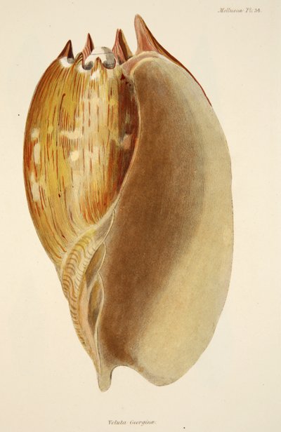 فيلوتا جورجينا ، من The Mollusca and Radiata ، حانة. 1833 (نقش يدوي) بواسطة مدرسة اللغة الإنجليزية