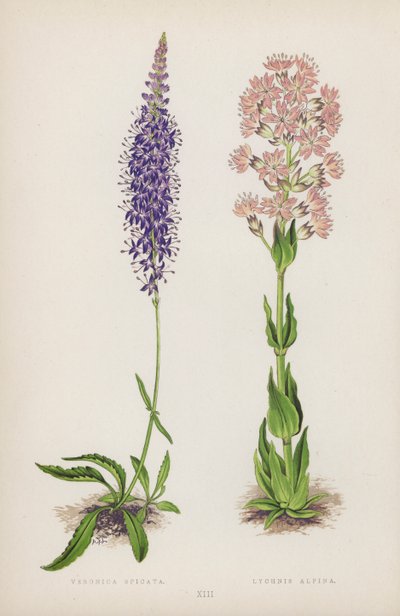 Veronica Spicata; Lychnis Alpina (colour litho) بواسطة مدرسة اللغة الإنجليزية