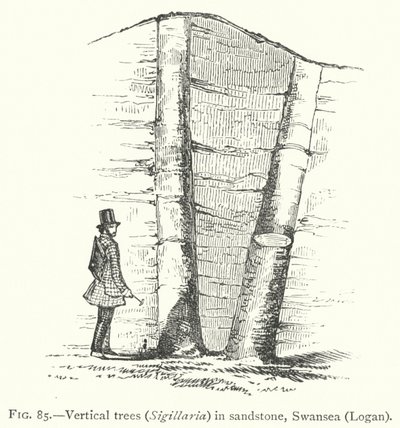الأشجار العمودية ، Sigillaria ، في الحجر الرملي ، سوانسي ، لوغان (نقش) بواسطة مدرسة اللغة الإنجليزية