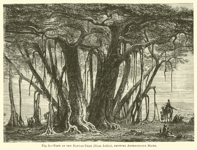 منظر لشجرة بانيان تري (Ficus Indica) ، يظهر جذور المغامرات بواسطة مدرسة اللغة الإنجليزية