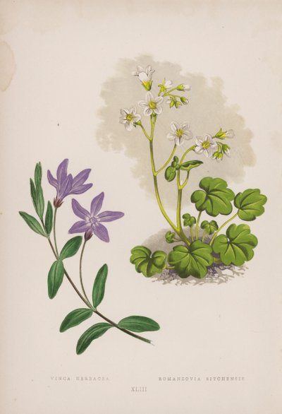 فينكا هيرباسيا Romanzovia Sitchensis (لون ليثو) بواسطة مدرسة اللغة الإنجليزية