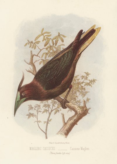 Waglers Cassicus ، Cassicus Wagleri (لون ليثو) بواسطة مدرسة اللغة الإنجليزية