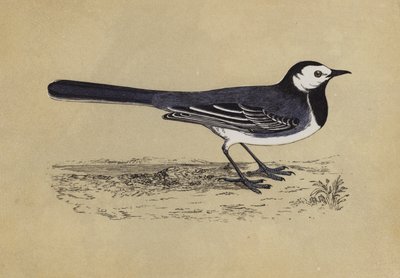 Wagtail (colour litho) بواسطة مدرسة اللغة الإنجليزية